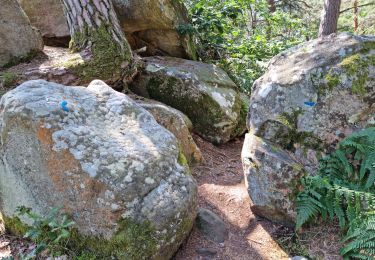 Tocht Stappen Fontainebleau - Fontainebleau sentier Denecourt Colinet 4 - Photo