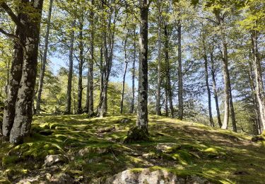 Tocht Stappen Erro - ARGINTZU - KINTOA BORDA DEPUIS URKIAGA - Photo