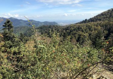 Trail Walking Willer-sur-Thur - Willer-s-Thur-Abri du Blaufels - Photo