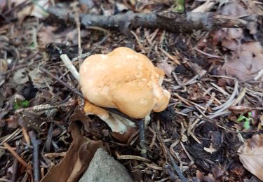 Trail Walking Dolleren - Pied de mouton - Photo