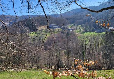 Trail Walking Sewen - Sewen - abris de Dolleren et du Sommerseite - Lachtelweiher - Col du Lochberg - Wissgrut - Photo