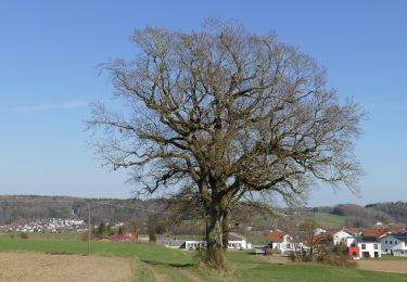 Trail On foot Glonn - Wanderweg 3, Glonn - Photo