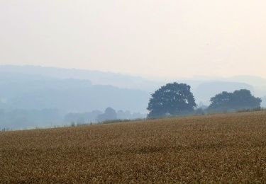 Trail On foot Anhée - Panorama de la Cour - Photo