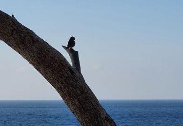 Tocht Stappen Cassis - cassis 7 janvier 2021 - Photo