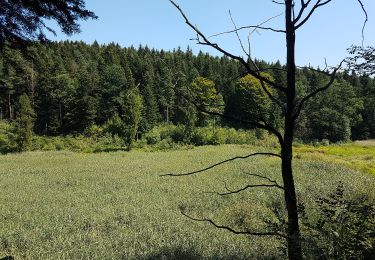 Excursión A pie Kąkolówka - Mójka Szlak Jelenia - Photo