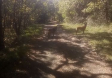 Tour Wandern La Grand-Combe - sentier découverte  - Photo