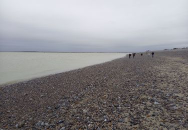 Excursión Senderismo Cayeux-sur-Mer - Pointe du Hourdel (Baie de Somme) - Photo