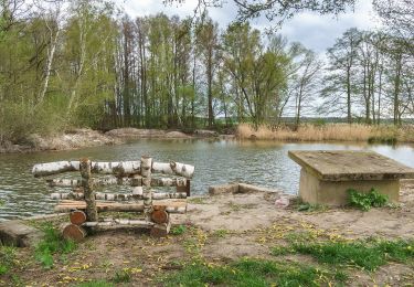 Trail On foot Torgau - Rundweg Staupitz - Photo