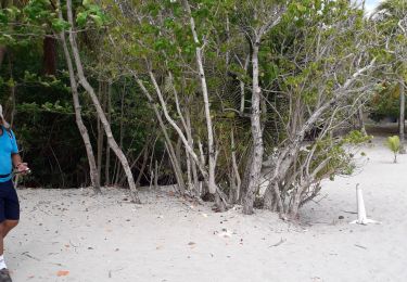 Tour Wandern Les Trois-Îlets - l'Anse a l'Ane- l'anse-ravine al-re en Q - Photo