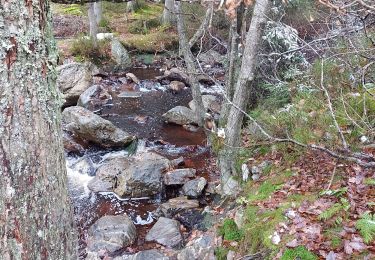 Trail Walking Malmedy - au mont spinette - Photo