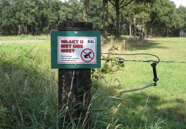 Trail On foot Haaksbergen - Wandelnetwerk Twente - paarse route - Photo