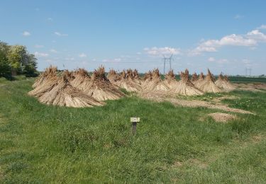 Percorso A piedi Gárdony - ZT (Madárdal tanösvény, Szikes túra) - Photo