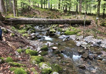 Tour Wandern Sondernach - Schnepfenried - Hahnenbrunen - Mittlach  - Photo