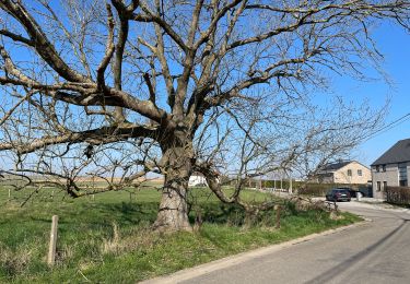 Trail Walking Ham-sur-Heure-Nalinnes - Nalinnes centre et étangs chenaux  - Photo