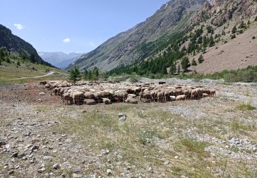 Trail Walking Vallouise-Pelvoux - lac de l'Eychauda - Photo
