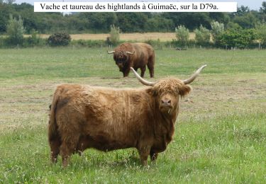 Randonnée Marche Guimaëc - GR 34 de Velizella à plage de St Jean du doigt - Photo