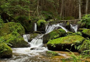 Tocht Te voet Gemeinde Schönbach - Lohnbachfallweg 92 - Photo