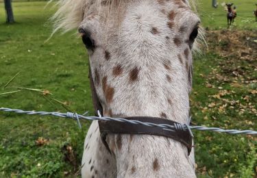 Randonnée Marche Livarot-Pays-d'Auge - Chevreville - Photo