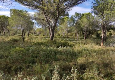 Tocht Stappen Vitrolles - 20lm du plateau  - Photo