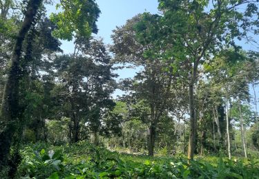 Tocht Stappen Cahuita - Parc Cahuita - Photo