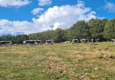 Trail Walking La Bresse - 3 lacs : lac de la Lande, de Blanchemer et d l'Altenweiher - Photo