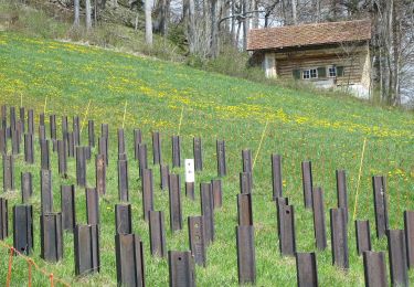 Percorso A piedi Hauenstein-Ifenthal - Challhöchi - Ober Belchen - Photo