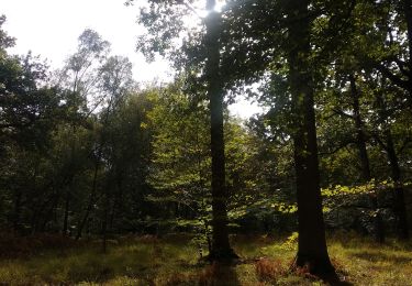 Tour Wandern Gambaiseuil - Grosrouvre - Photo