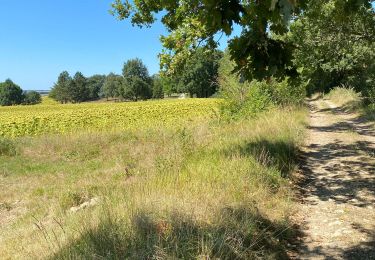 Tour Wandern Lectoure - GR65 Lectoure > La Romieu - Photo