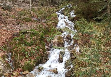 Trail Walking Bussang - camping du champé cascade de l'ours - Photo