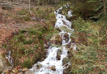 Tocht Stappen Bussang - camping du champé cascade de l'ours - Photo