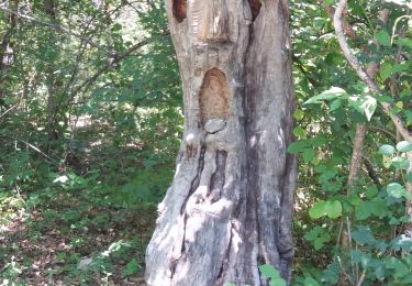 Tour Wandern La Roche-des-Arnauds - SityTrail - Circuit de la combe du Duc - Photo