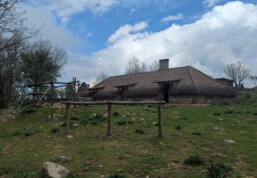Trail Walking Castelbuono - Sentiero degli Agrifogli Giganti - Photo