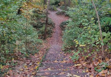 Percorso Marcia Châtenay-Malabry - La forêt de Verrieres - Photo