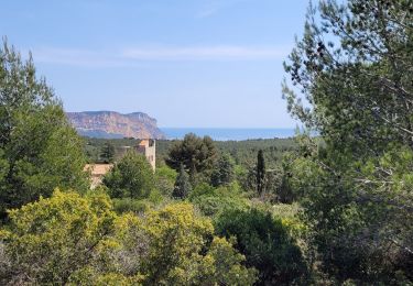 Randonnée Marche Cassis - Cassis Gorgue longue, le plan olive - Photo