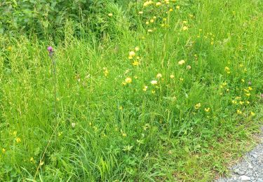Trail Walking Gemeinde Au - dernière balade à Au - Photo