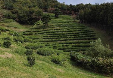 Excursión Otra actividad  - Visite de la plantation de thé Boseong  - Photo