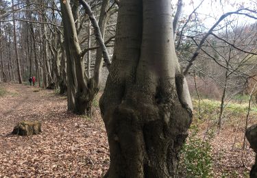 Randonnée Marche Anthisnes - Anthisnes  - Photo