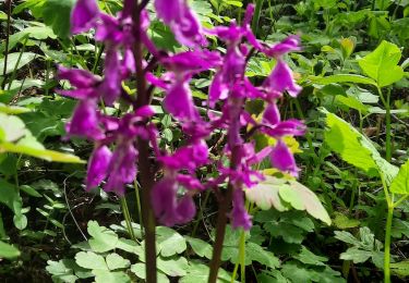 Tour Wandern Barraux - variante cairns lilipuciens - Photo