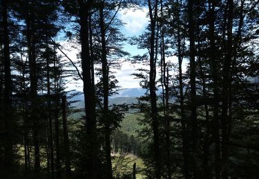 Tour Wandern Sulz/Oberelsass - Col Amic Molkenrein - Photo