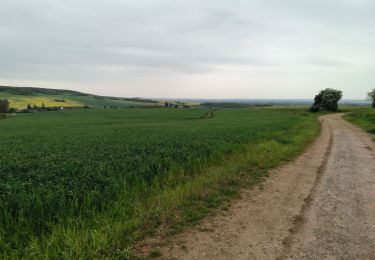 Tocht Stappen Gouaix - Petite rando bois de GOUAIX  - Photo