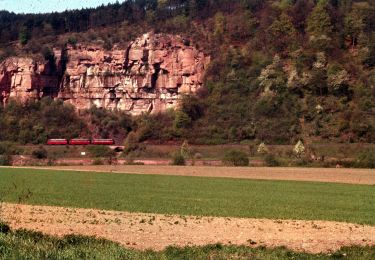 Randonnée A pied Freudenberg - Rundwanderweg Bürgstadt Stutz 2: Maintal-Weg - Photo