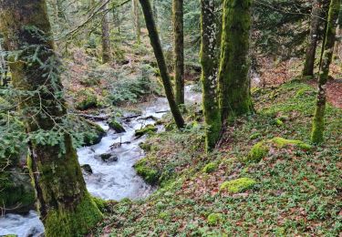 Tocht Stappen Ventron - Rando des Marcheurs..22/02/2024... - Photo