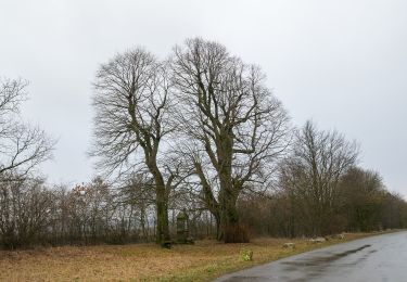 Tocht Te voet Altenbeken - Rundwanderweg A2 [Dune] - Photo