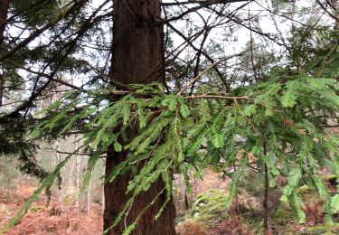 Tocht Stappen Fontainebleau - Bois rond N2 - Photo