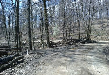 Tour Zu Fuß  - Kutjevo - Dobra Voda - Photo