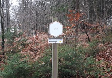 Trail Walking La Roche-en-Ardenne - Samree 131120 - Photo