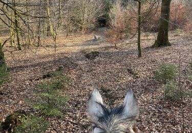 Trail Horseback riding Habay - Marbehan côté Thibessart - Photo