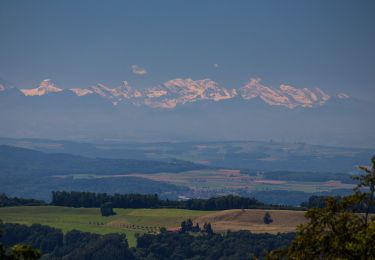 Randonnée A pied Wettingen - Wettingen Route 5 - Photo