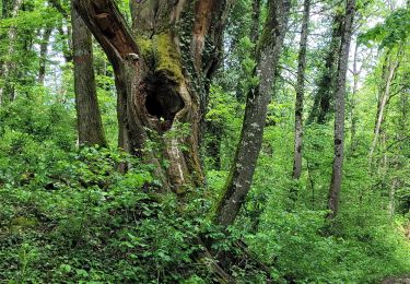 Tour Wandern Saint-Jean-de-Chevelu - st jean le chevelu - Photo