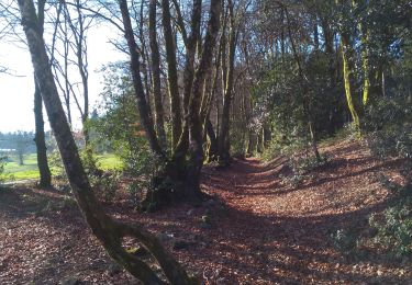 Trail Walking Glux-en-Glenne - mont Beuvray - Photo